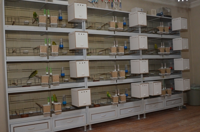 Evinin salonunda 60 muhabbet kuşu besliyor